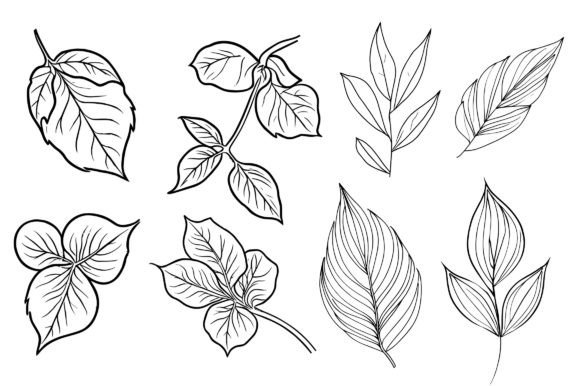 Botanical Line Drawing Graphics & Coloring Pages