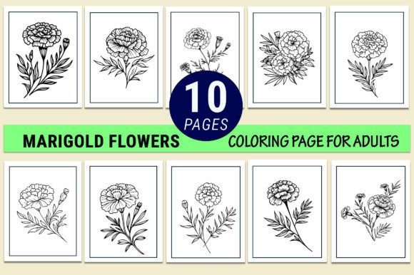 Marigold Flower Coloring Pages Graphics