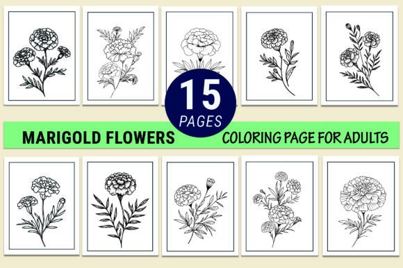 Marigold Flower Coloring Pages Graphics