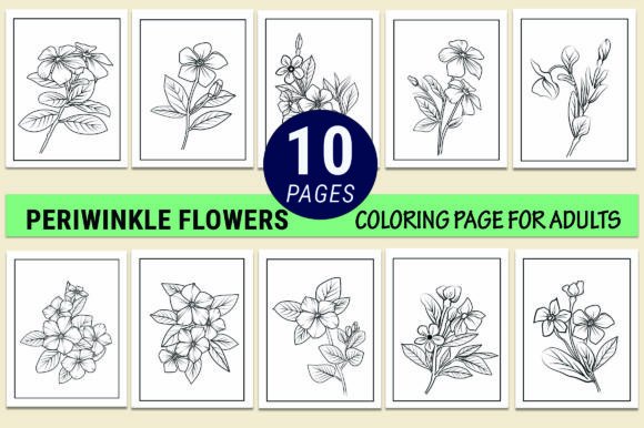 Periwinkle Flower Coloring Pages Adults